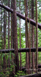 fallen trees