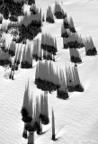 tall shadow forests