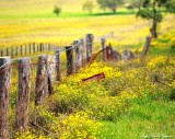 field along Saddle Road, Hawaii