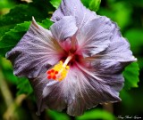 grey hibiscus, Hawaii Tropical Bontanical Garden, Hawaii