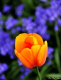Orange tulip