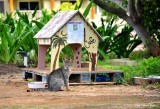 Waikola Ferral Cats, Waikola, Hawaii