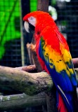 Parrot,  Hawaii Tropical Botanical Garden, Hawaii