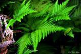green ground cover, Hawaii Tropical Botanical Garden, Hawaii
