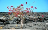 Bougainvillea, North Kohala, Hawaii