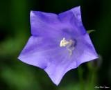 Campanula Blue Bell Flower