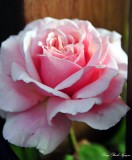 pink rose