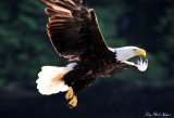 Eagle at Dent island, British Columbia, Canada  