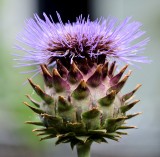 Purple crown  