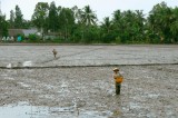seeding the rice field