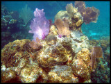 Roatan Reef