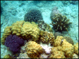 Siquijor reef