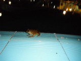 Female frog falling for the big noises lol