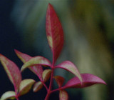 Nandina Leaves