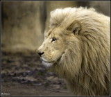 African Lion