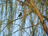 Blue Jay
