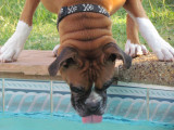 at his giant waterbowl