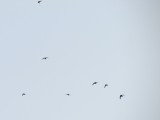 Birds in the sky