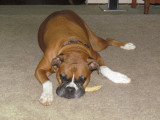 guarding his bone