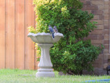 Blue Jays