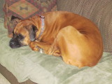 paisley