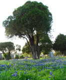 Bluebonnets at the cemetary