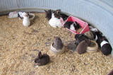 At the Feed Store