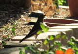 yard bird