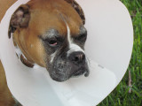 My Coney Dog