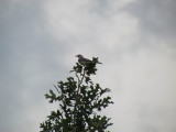 Bird is the Word