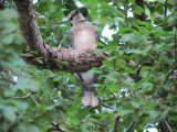 Baby Blue Jay