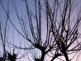 9 January 2008 Damn Tree