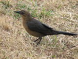 Bird at J in the B Drive Thru 17