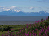 Mt Redoubt from Kenai city-5492
