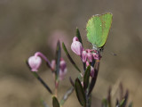 Callophrys rubi on Andromeda polifolia