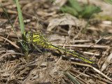 Gomphus pulchellus