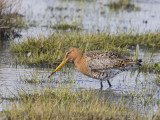 Limosa limosa