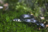 Natrix natrix