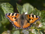 Aglais urticae