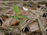 Trientalis europaea