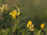 Medicago falcata