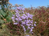 Limonium vulgare