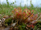 Drosera rotundifolia