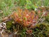 Drosera rotundifolia