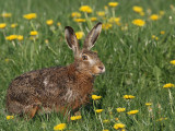 Lepus europaeus