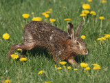 Lepus europaeus