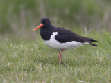 Haematopus ostralegus