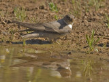 Ptyonoprogne rupestris