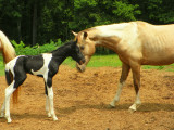2 Day Old Tobiano loves her big brother Phoenix