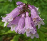 Longsepal Beardtongue